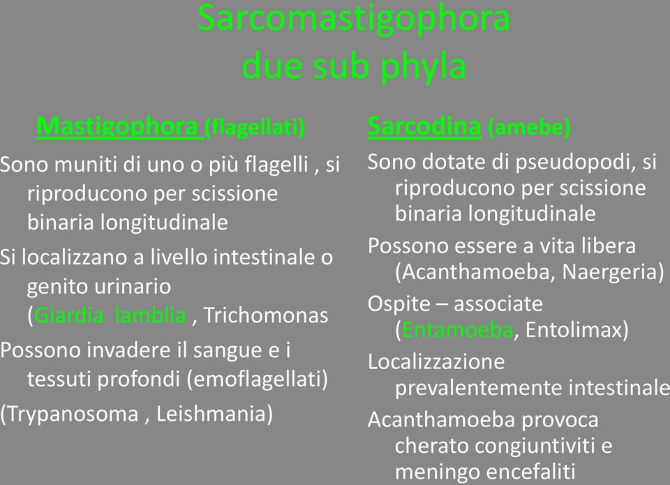 (Trypanosoma, Leishmania) Sarcodina (amebe) Sono dotate di pseudopodi, si riproducono per scissione binaria longitudinale Possono essere a vita libera