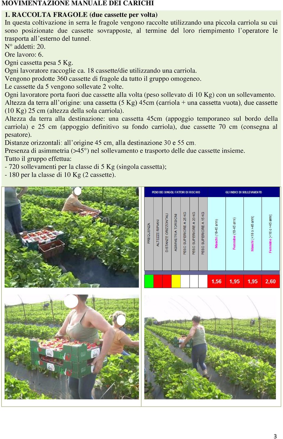 loro riempimento l operatore le trasporta all esterno del tunnel. N addetti: 20. Ore lavoro: 6. Ogni cassetta pesa 5 Kg. Ogni lavoratore raccoglie ca. 18 cassette/die utilizzando una carriola.