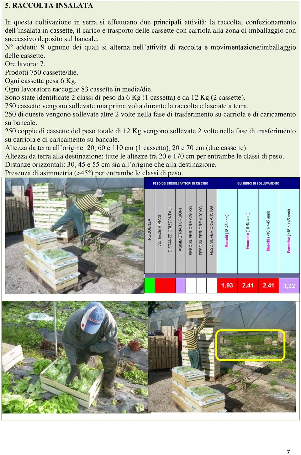 Prodotti 750 cassette/die. Ogni cassetta pesa 6 Kg. Ogni lavoratore raccoglie 83 cassette in media/die. Sono state identificate 2 classi di peso da 6 Kg (1 cassetta) e da 12 Kg (2 cassette).