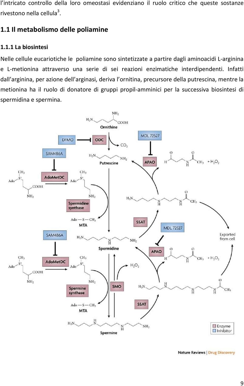 arginina e L metionina attraverso una serie di sei reazioni enzimatiche interdipendenti.