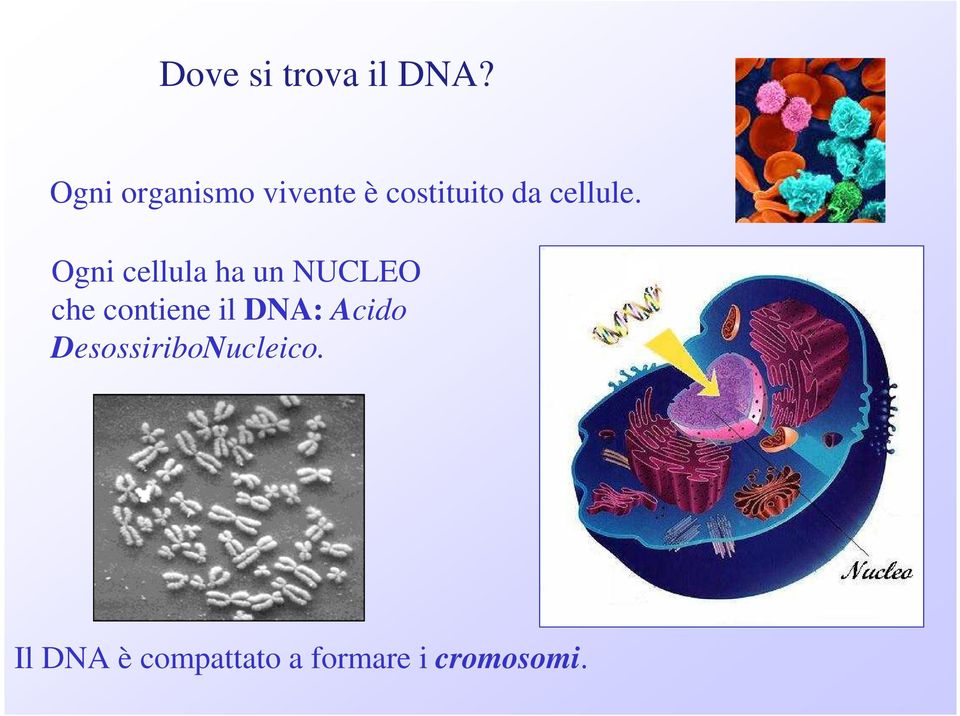 Ogni cellula ha un NUCLEO che contiene il DNA: