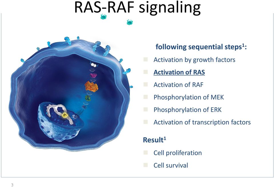 Phosphorylation of MEK Phosphorylation of ERK Activation of transcription factors