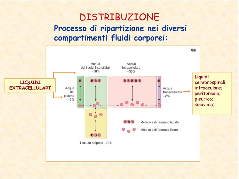 LIQUIDI EXTRACELLULARI Liquidi