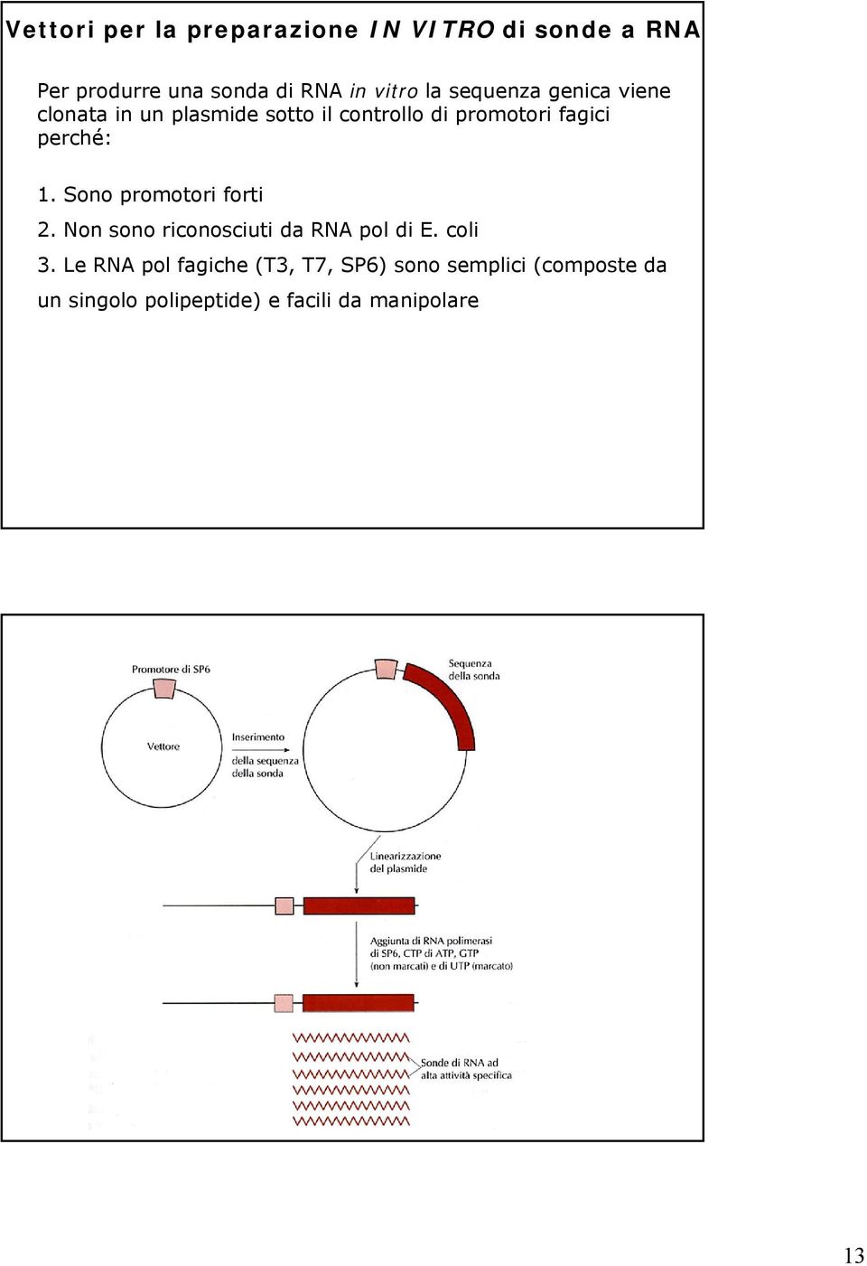 perché: 1. Sono promotori forti 2. Non sono riconosciuti da RNA pol di E. coli 3.