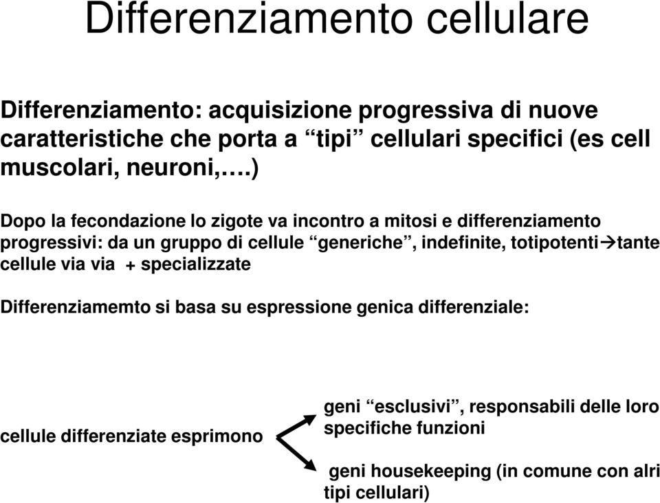 ) Dopo la fecondazione lo zigote va incontro a mitosi e differenziamento progressivi: da un gruppo di cellule generiche, indefinite,