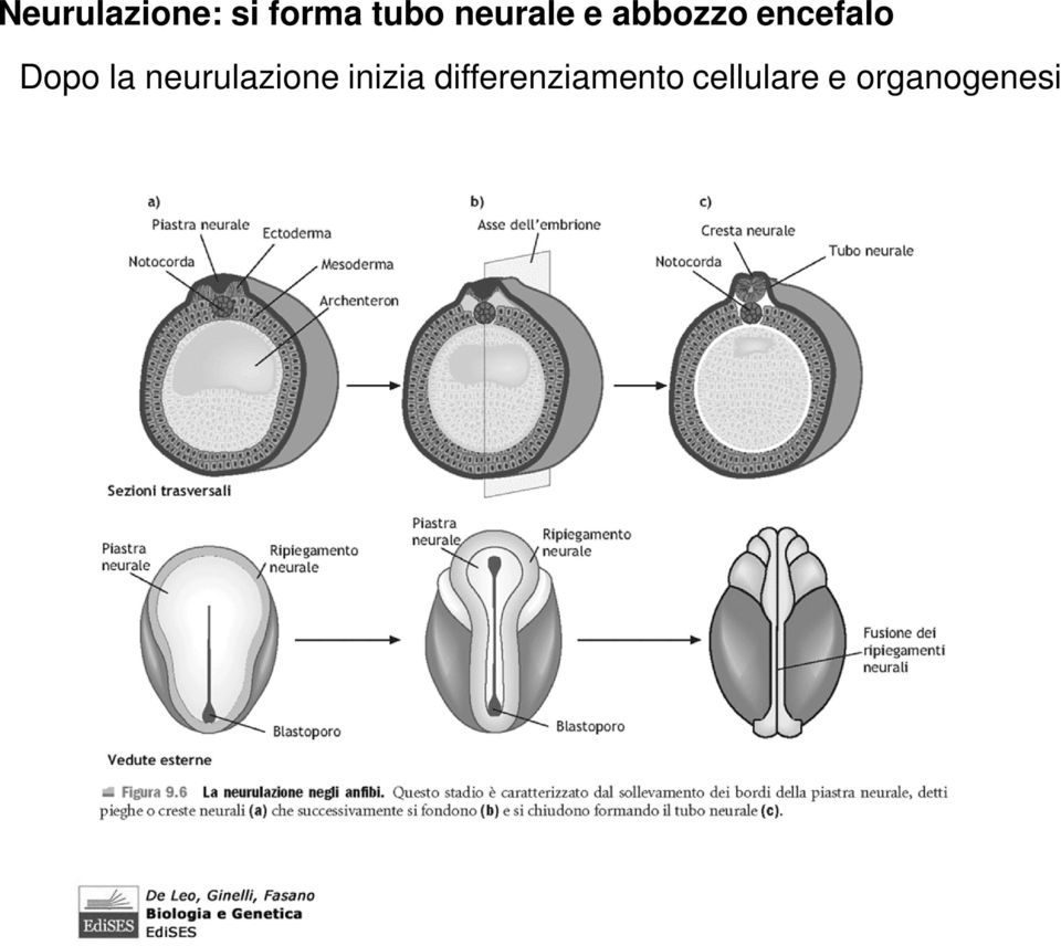 Dopo la neurulazione inizia