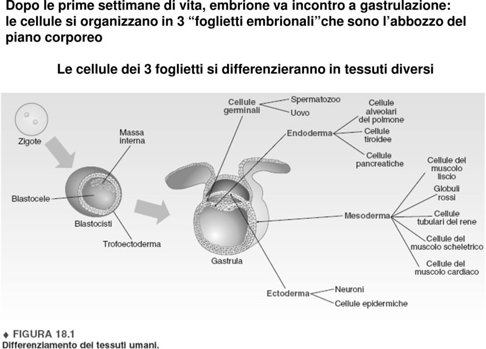 embrionali che sono l abbozzo del piano corporeo Le