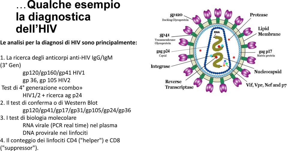 «combo» HIV1/2 + ricerca ag p24 2. Il test di conferma o di Western Blot gp120/gp41/gp17/gp31/gp105/gp24/gp36 3.