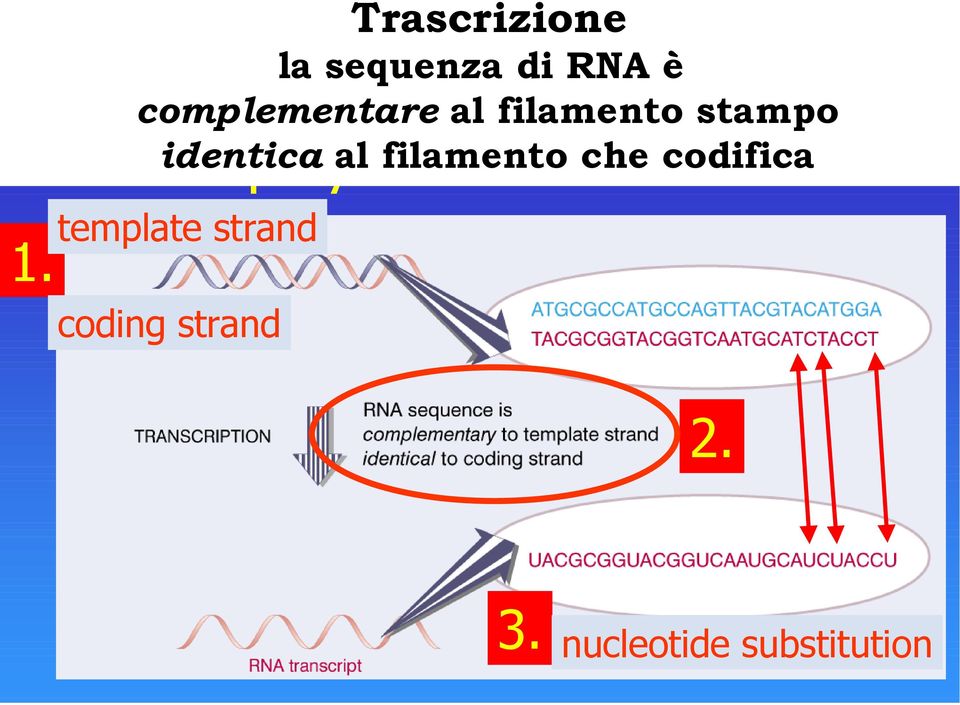 codifica RNA polymerase makes RNA template