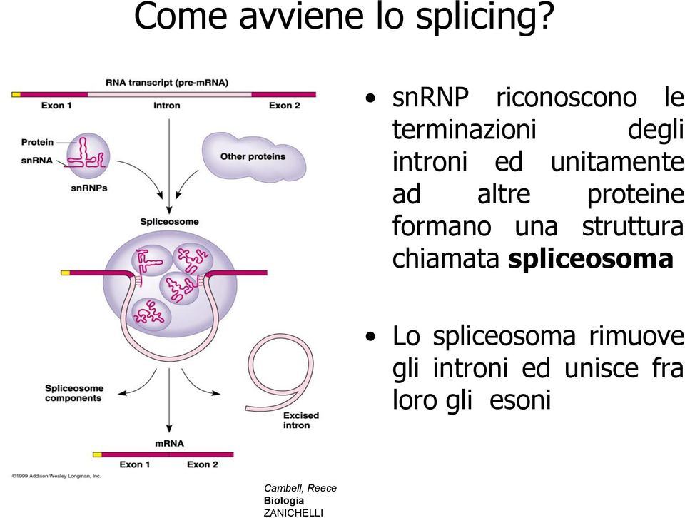 ad altre proteine formano una struttura chiamata spliceosoma