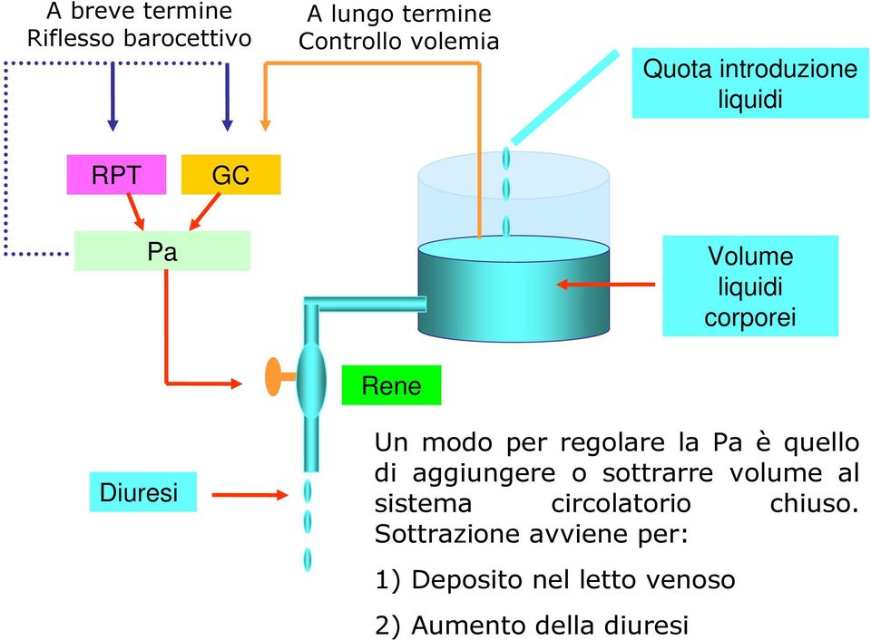 regolare la Pa è quello di aggiungere o sottrarre volume al sistema circolatorio