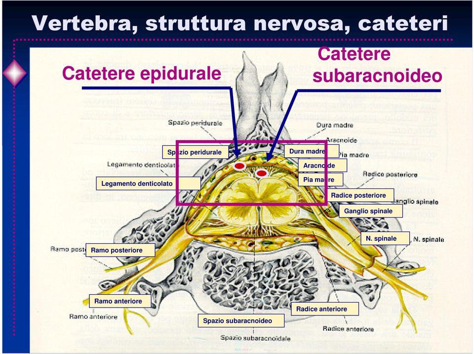 denticolato Pia madre Radice posteriore Ganglio spinale Ramo