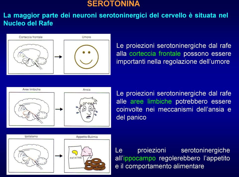 umore Le proiezioni serotoninergiche dal rafe alle aree limbiche potrebbero essere coinvolte nei meccanismi
