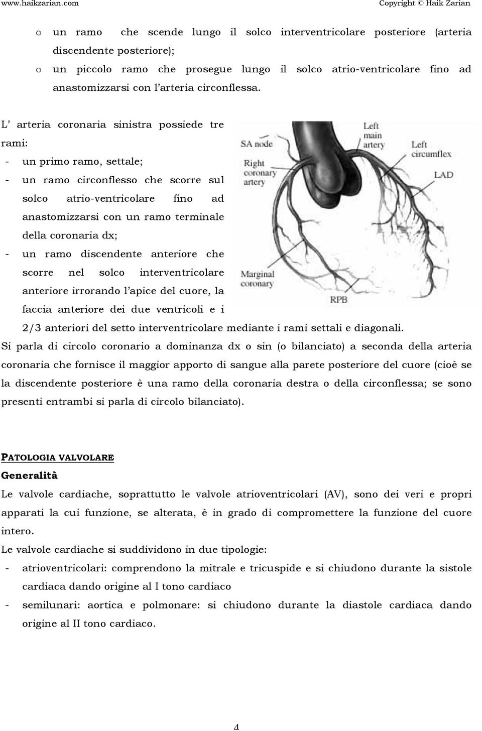 L arteria coronaria sinistra possiede tre rami: - un primo ramo, settale; - un ramo circonflesso che scorre sul solco atrio-ventricolare fino ad anastomizzarsi con un ramo terminale della coronaria