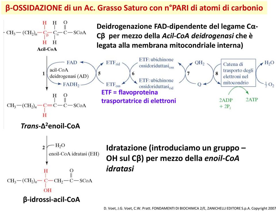 Acil-CoA deidrogenasi che è legata alla membrana mitocondriale interna) ETF = flavoproteina trasportatrice di