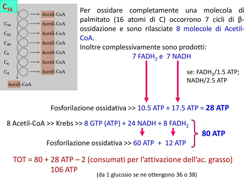 5 ATP Fosforilazione ossidativa >> 10.5 ATP + 17.