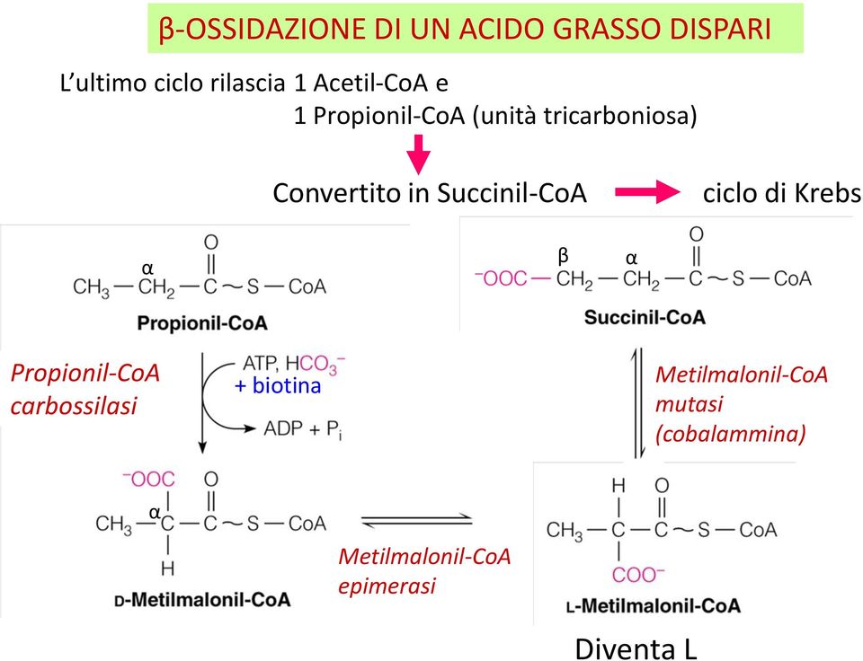 Succinil-CoA ciclo di Krebs α β α Propionil-CoA carbossilasi +