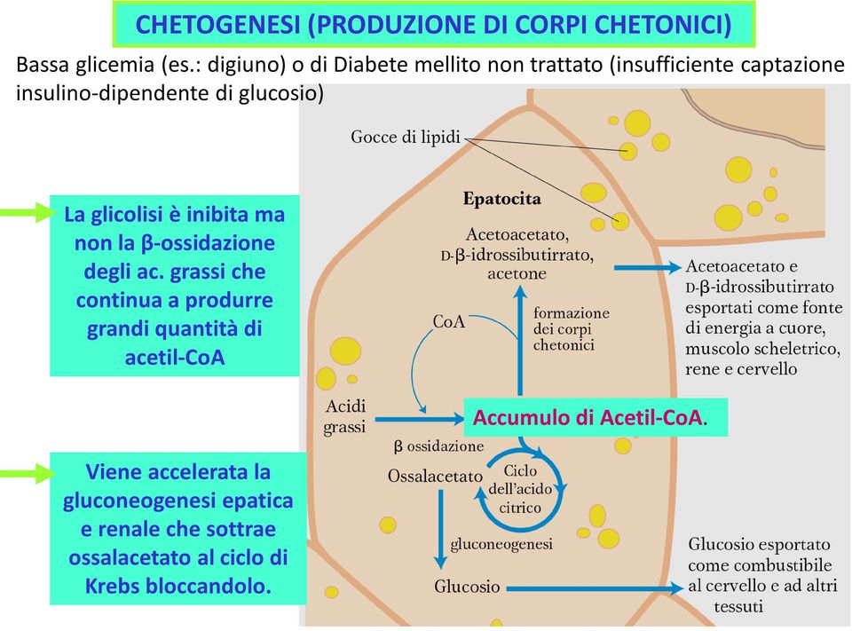La glicolisi è inibita ma non la β-ossidazione degli ac.
