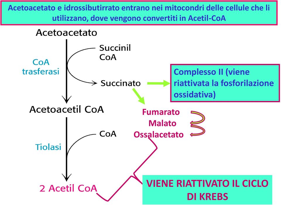 Acetil-CoA Fumarato Malato Ossalacetato Complesso II (viene