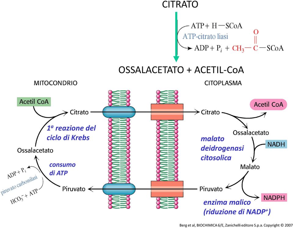 citosolica enzima malico (riduzione di NADP + ) Berg