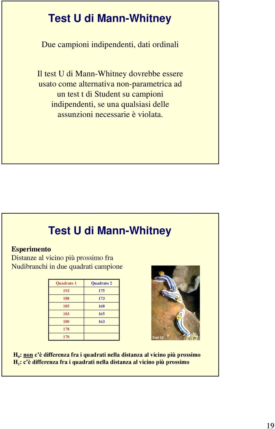Test U di Mann-Whitney Esperimento Distanze al vicino più prossimo fra Nudibranchi in due quadrati campione Quadrato 9 Quadrato H :