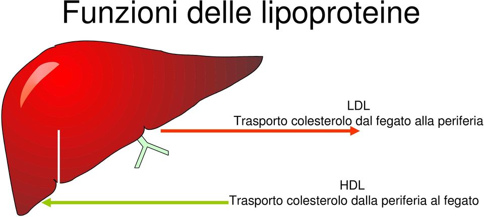 periferia SR-BI Bile LCAT HDL Trasporto