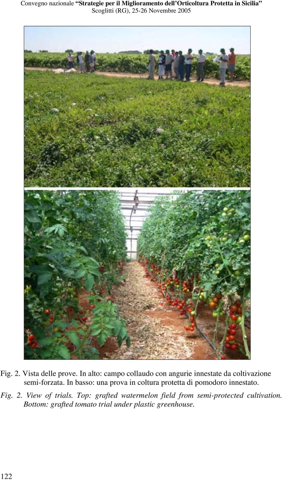 In basso: una prova in coltura protetta di pomodoro innestato. Fig. 2.