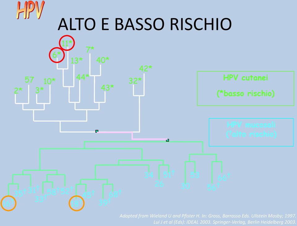 26 30 53 66 56 Adapted from Wieland U and Pfister H. In: Gross, Barrasso Eds.