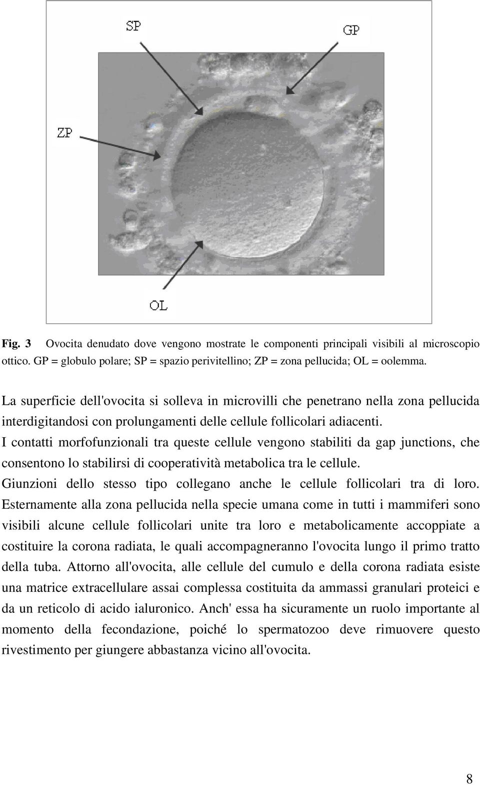 I contatti morfofunzionali tra queste cellule vengono stabiliti da gap junctions, che consentono lo stabilirsi di cooperatività metabolica tra le cellule.