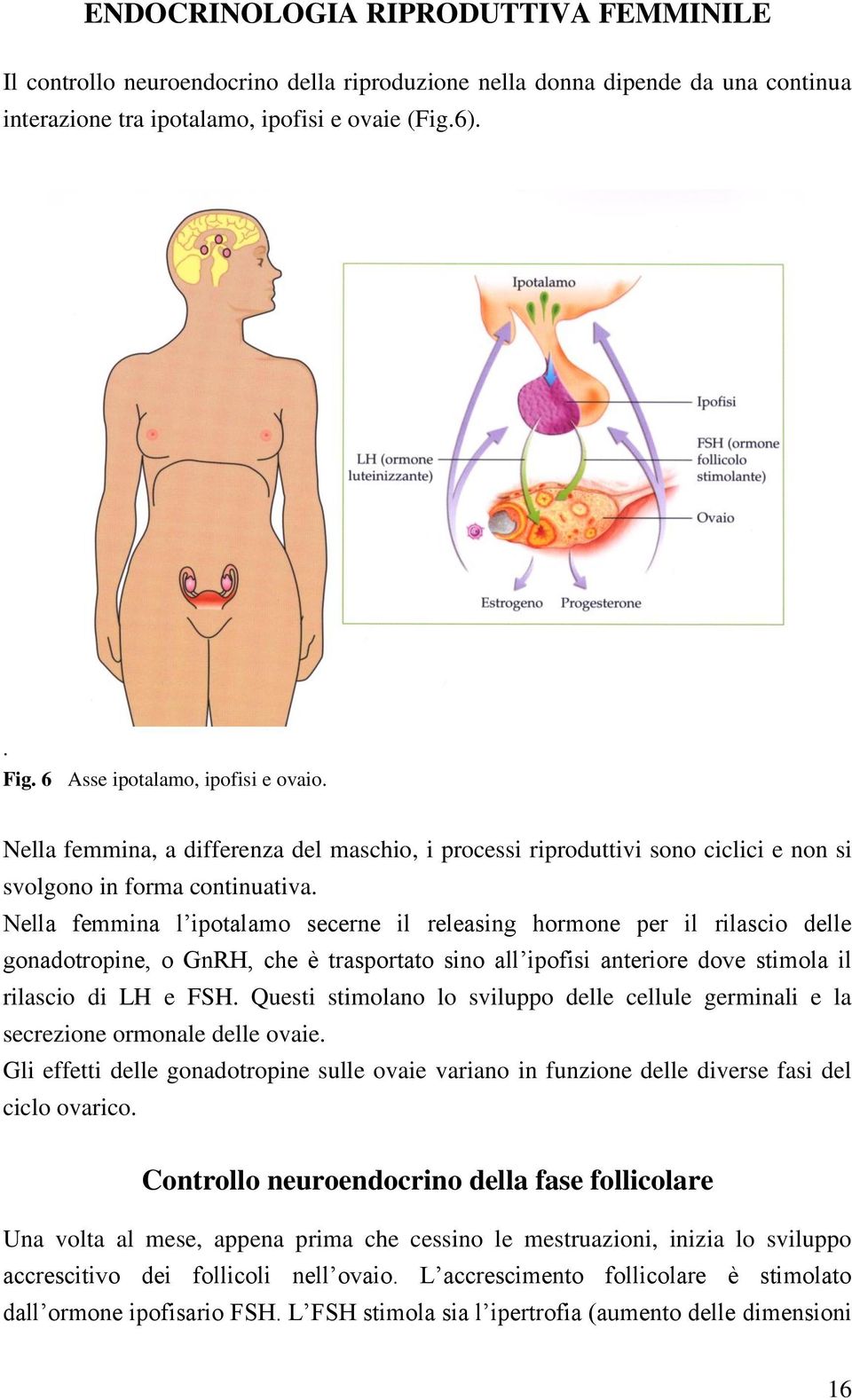 Nella femmina l ipotalamo secerne il releasing hormone per il rilascio delle gonadotropine, o GnRH, che è trasportato sino all ipofisi anteriore dove stimola il rilascio di LH e FSH.