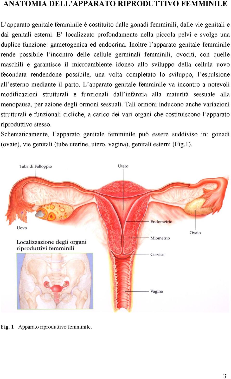 Inoltre l apparato genitale femminile rende possibile l incontro delle cellule germinali femminili, ovociti, con quelle maschili e garantisce il microambiente idoneo allo sviluppo della cellula uovo