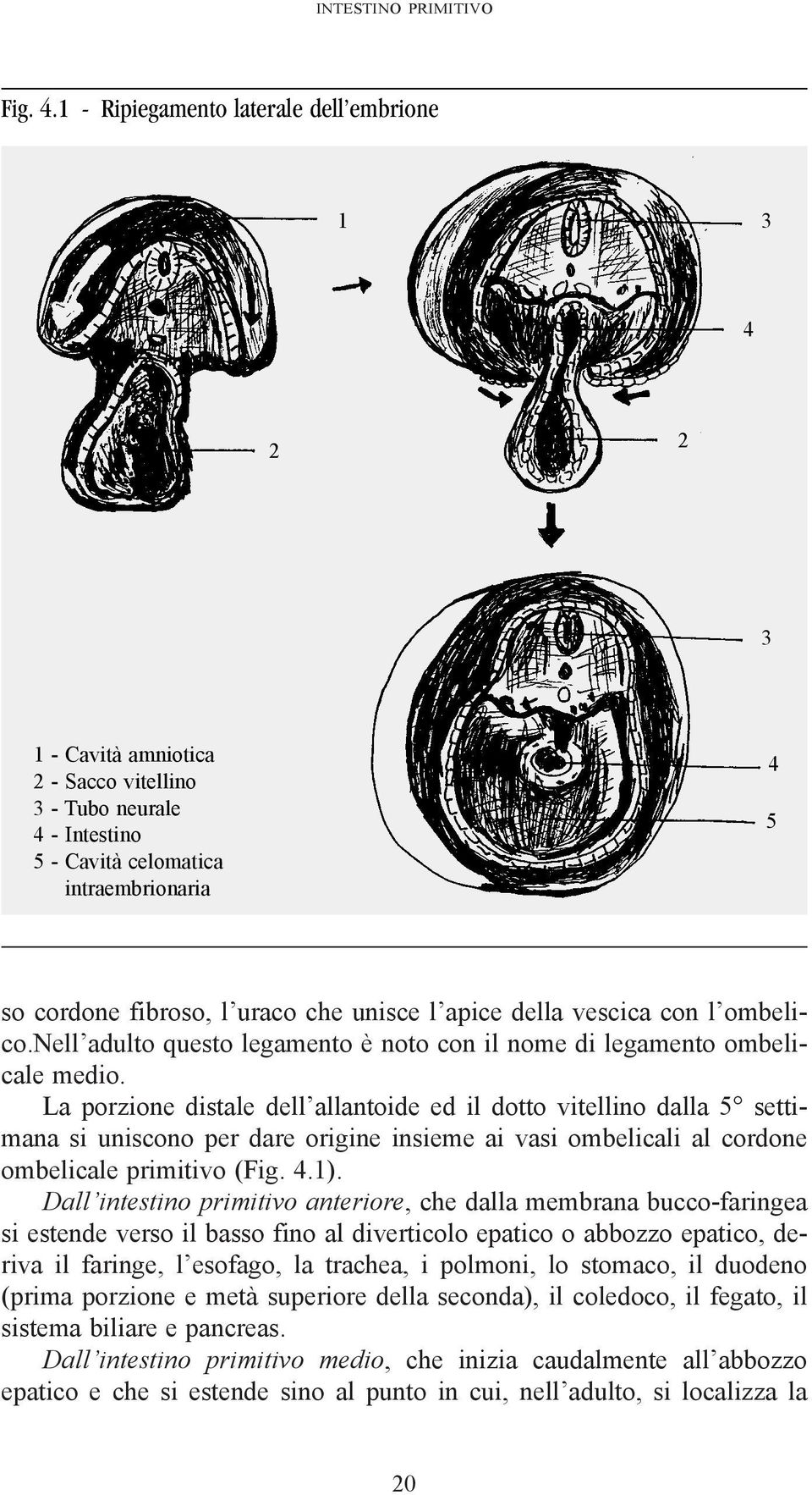 unisce l apice della vescica con l ombelico.nell adulto questo legamento è noto con il nome di legamento ombelicale medio.