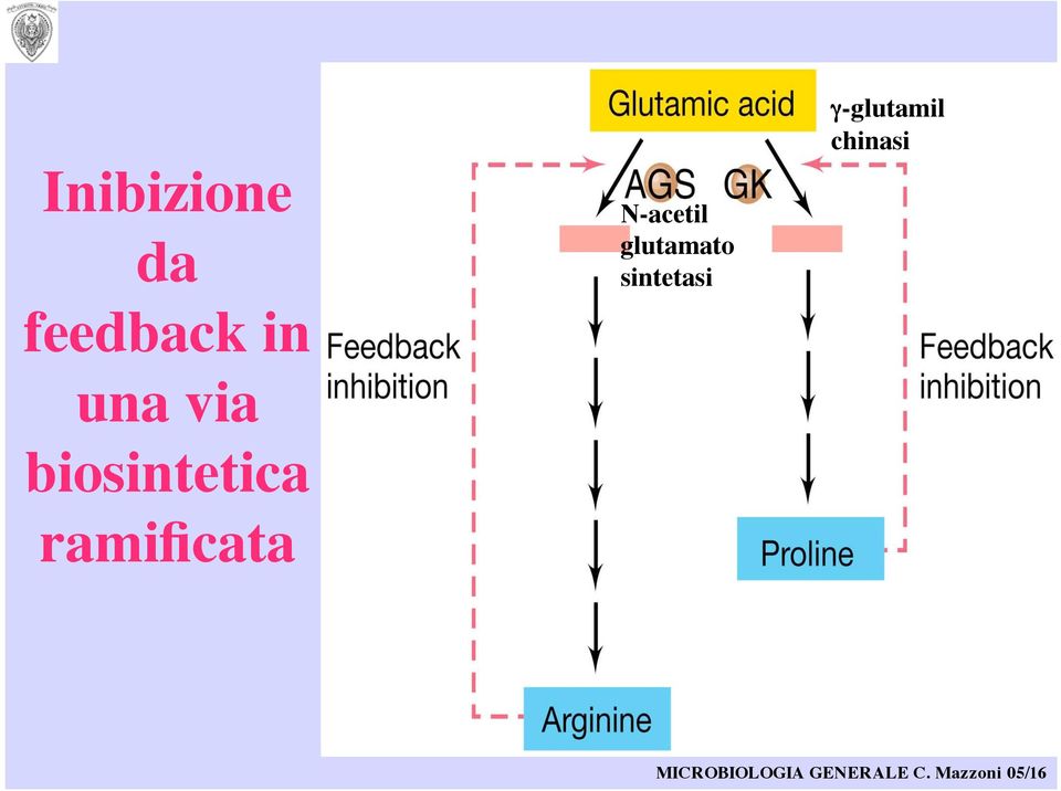 glutamato sintetasi