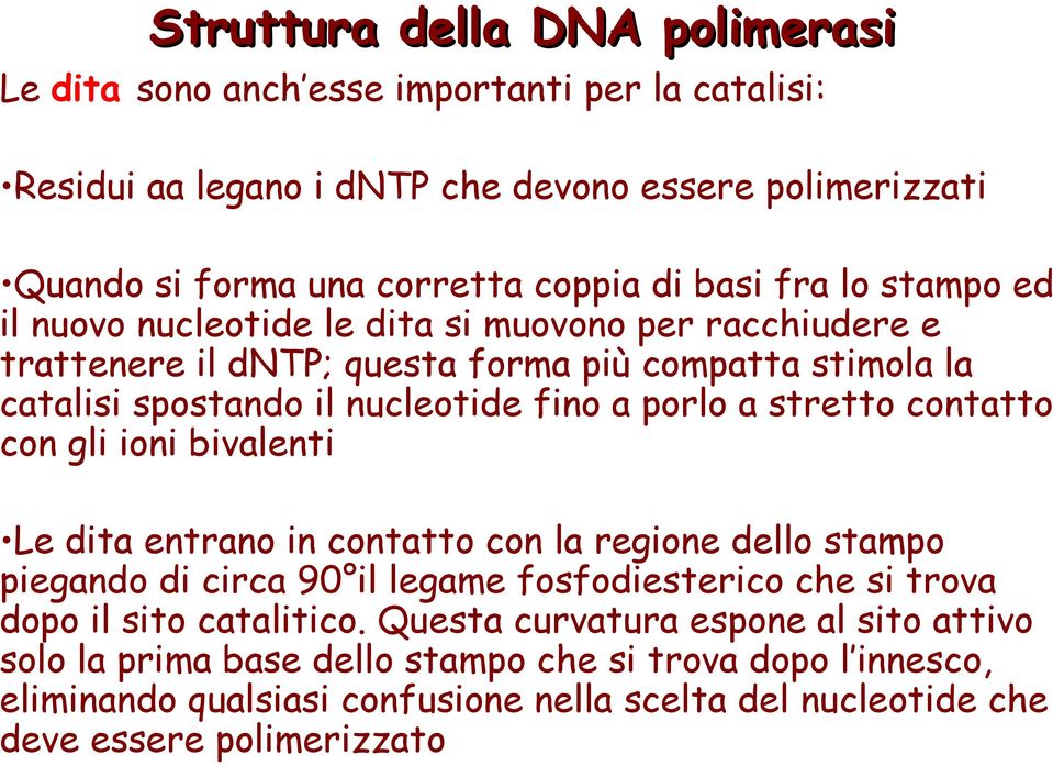 stretto contatto con gli ioni bivalenti Le dita entrano in contatto con la regione dello stampo piegando di circa 90 il legame fosfodiesterico che si trova dopo il sito catalitico.