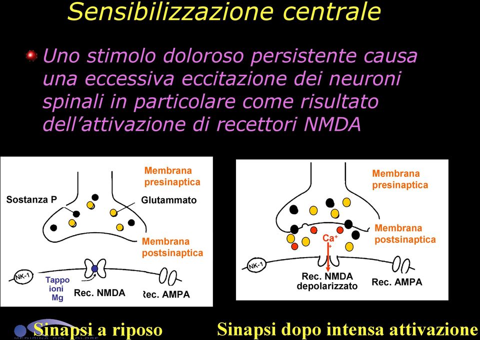 P Glutammato Membrana postsinaptica Tappo ioni Rec. NMDA Mg Membrana presinaptica Rec.