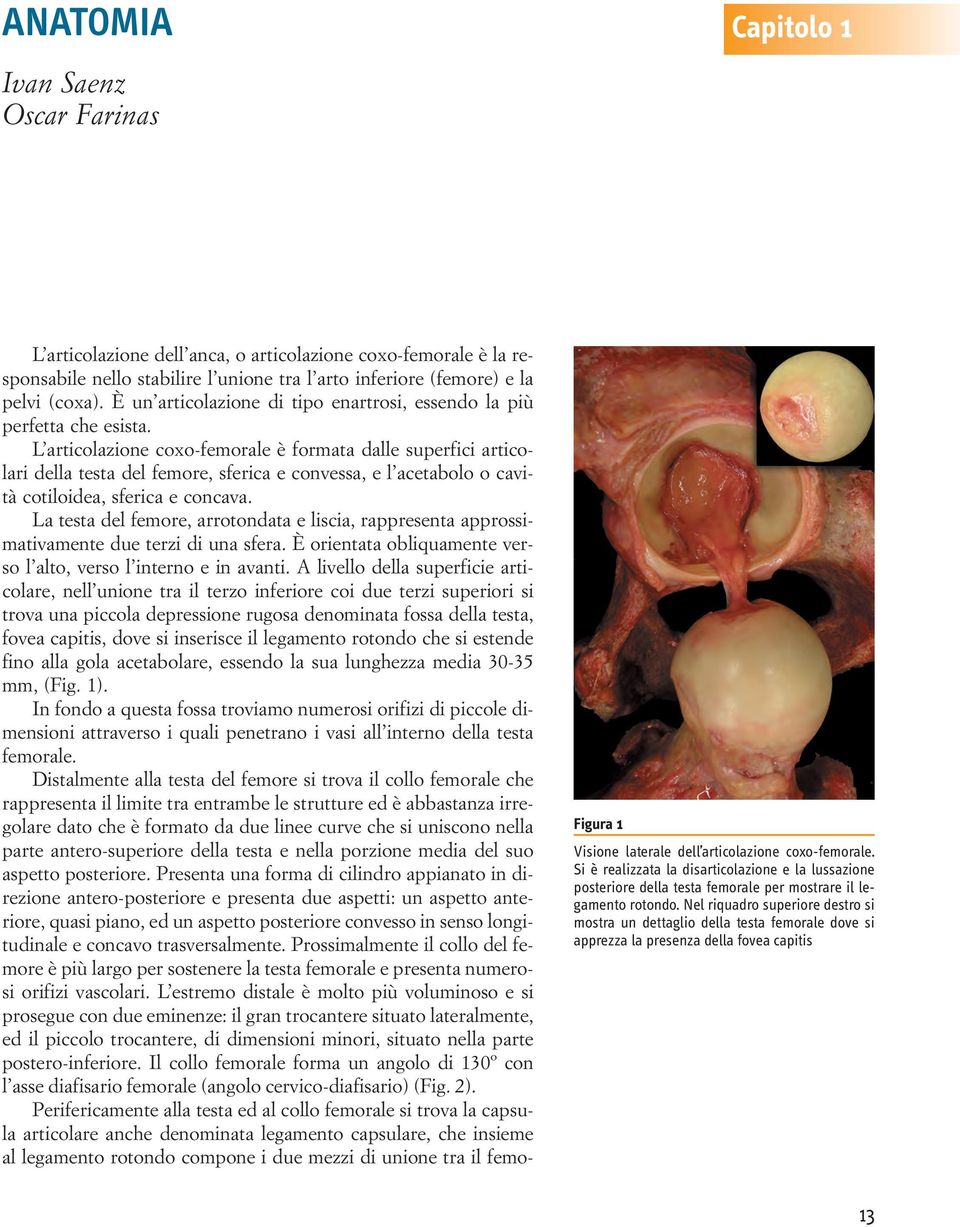 L articolazione coxo-femorale è formata dalle superfici articolari della testa del femore, sferica e convessa, e l acetabolo o cavità cotiloidea, sferica e concava.