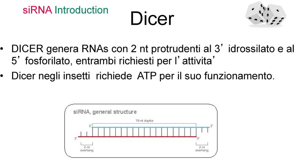 fosforilato, entrambi richiesti per l attivita