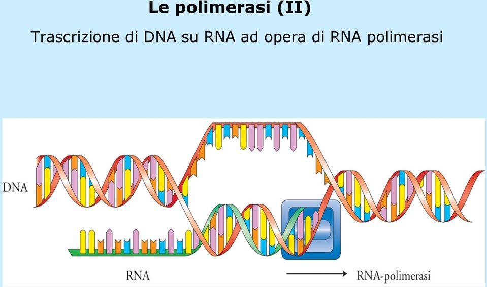 di DNA su RNA ad