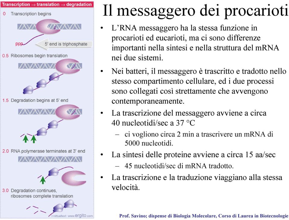 Nei batteri, il messaggero è trascritto e tradotto nello stesso compartimento cellulare, ed i due processi sono collegati così strettamente che avvengono
