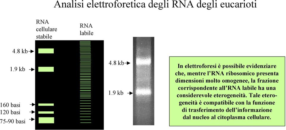 9 kb In elettroforesi è possibile evidenziare che, mentre l RNA ribosomico presenta dimensioni molto omogenee,