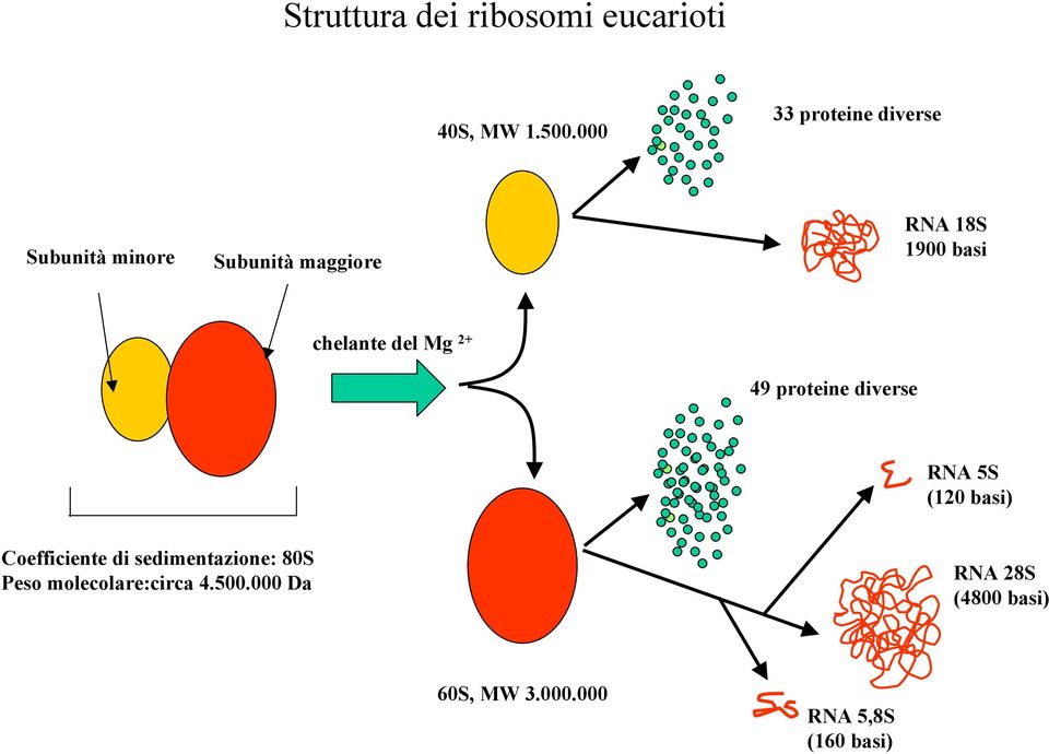 chelante del Mg 2+ 49 proteine diverse RNA 5S (120 basi) Coefficiente di