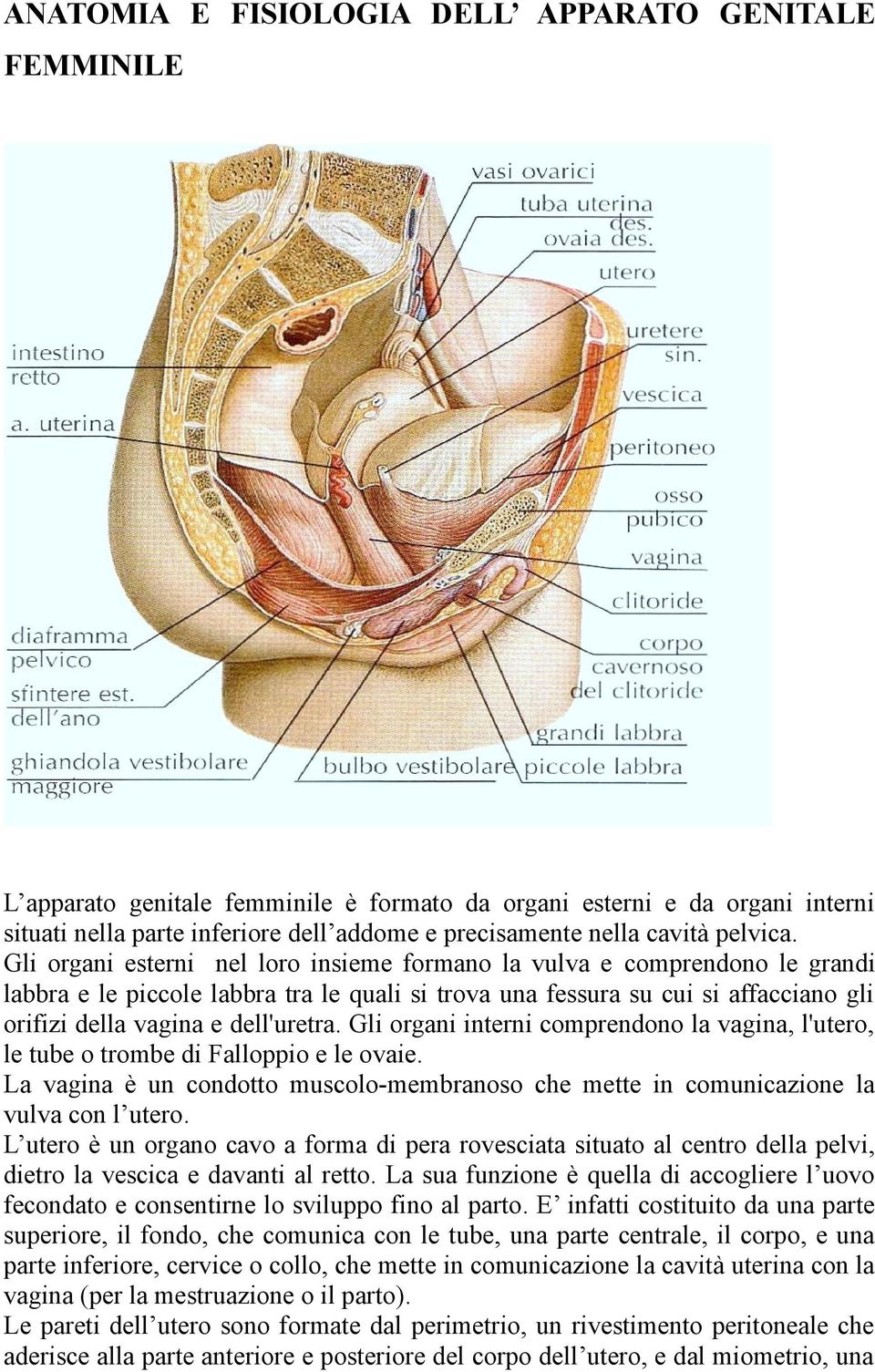 Gli organi esterni nel loro insieme formano la vulva e comprendono le grandi labbra e le piccole labbra tra le quali si trova una fessura su cui si affacciano gli orifizi della vagina e dell'uretra.