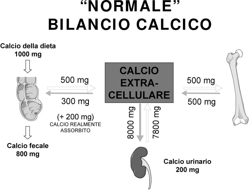 CALCIO REALMETE ASSORBITO CALCIO EXTRA- CELLULARE