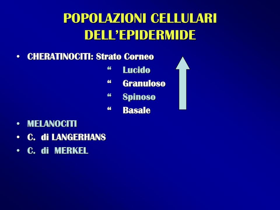 Corneo Lucido Granuloso Spinoso