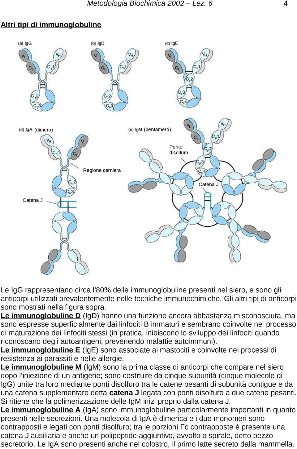 anticorpi utilizzati prevalentemente nelle tecniche immunochimiche. Gli altri tipi di anticorpi sono mostrati nella figura sopra.