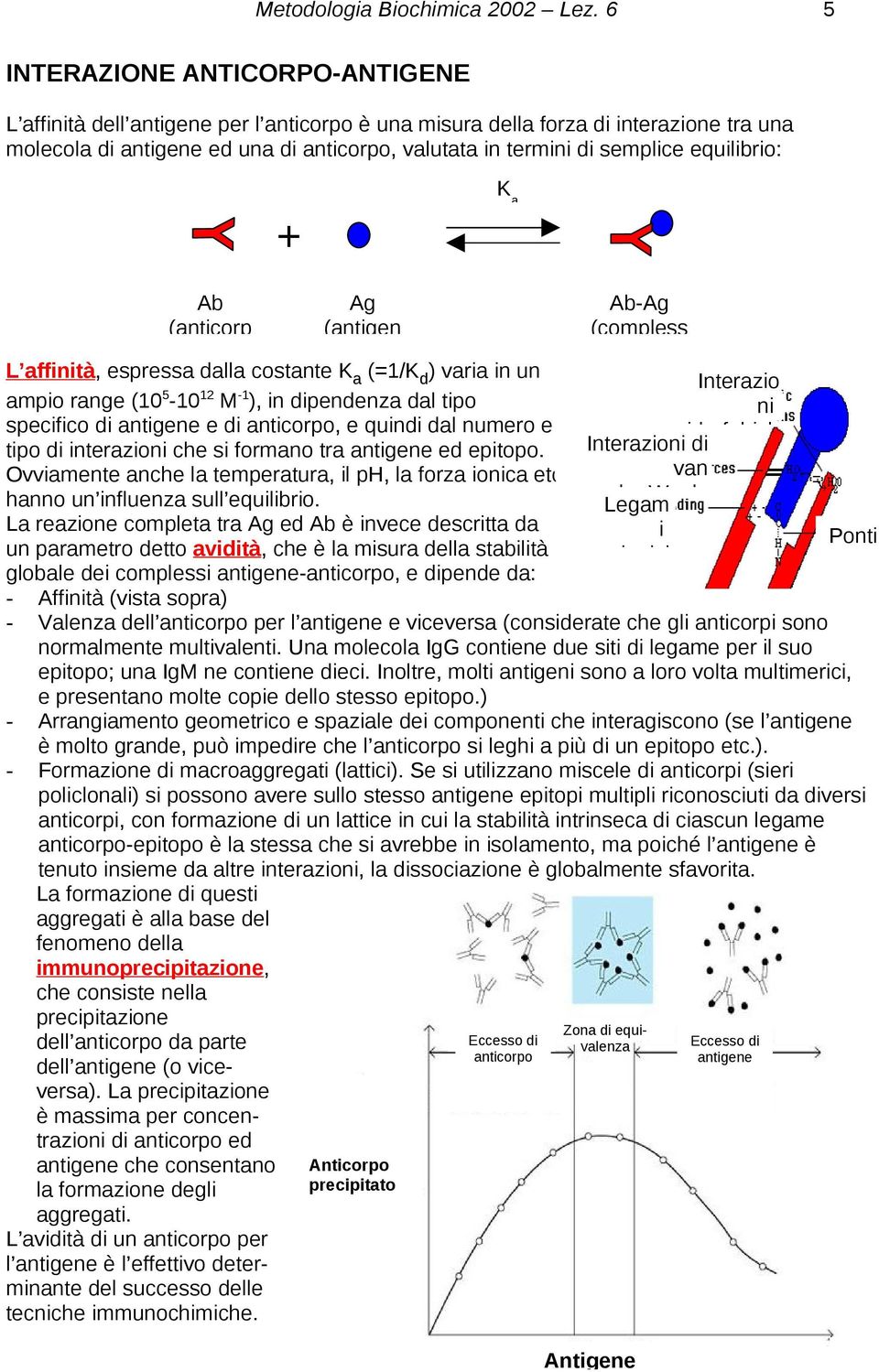 equilibrio: + K a Ab (anticorp Ag (antigen Ab-Ag (compless L affinità, espressa dalla costante K a (=1/K d ) varia in un ampio range (10 5-10 12 M -1 ), in dipendenza dal tipo specifico di antigene e