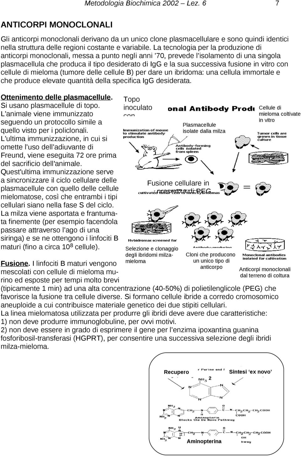 La tecnologia per la produzione di anticorpi monoclonali, messa a punto negli anni 70, prevede l isolamento di una singola plasmacellula che produca il tipo desiderato di IgG e la sua successiva