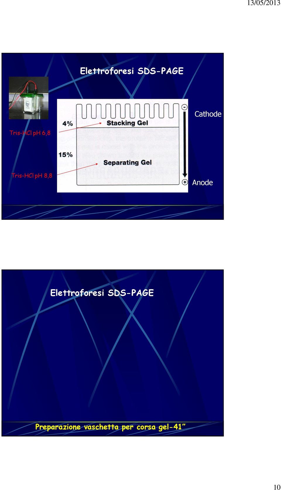 Anode Elettroforesi SDS-PAGE