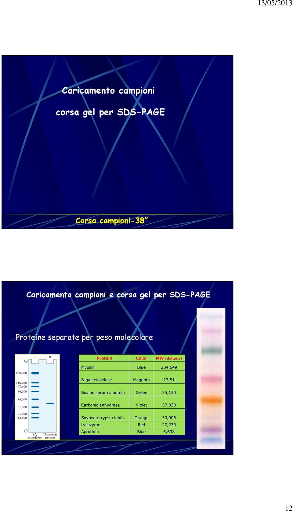 Blue 204,649 B-galactosidase Magenta 127,511 Bovine serum albumin Green 85,130 Carbonic