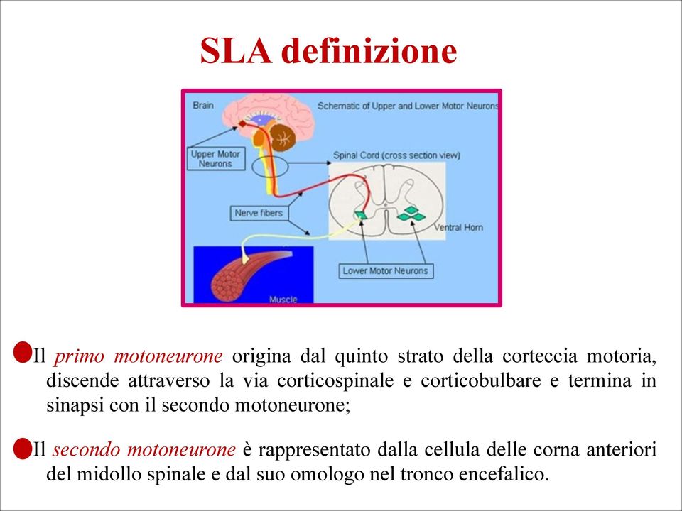 sinapsi con il secondo motoneurone; Il secondo motoneurone è rappresentato dalla